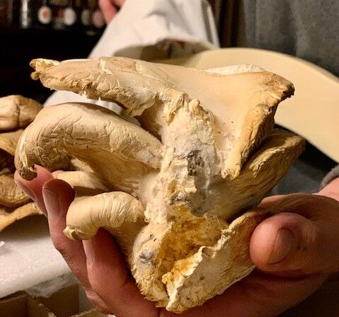 mushroom